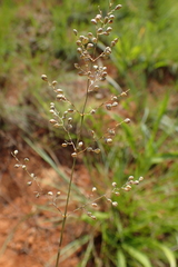 Trichanthecium natalense