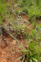 Trichanthecium natalense