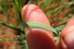 Trichanthecium natalense