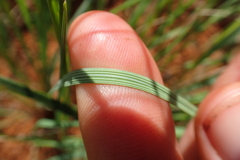 Trichanthecium natalense