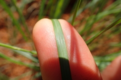 Trichanthecium natalense