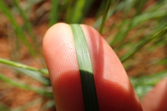 Trichanthecium natalense