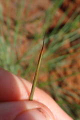 Trichanthecium natalense