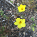 Linanthus aureus aureus - Photo (c) tphender, some rights reserved (CC BY-NC), uploaded by tphender