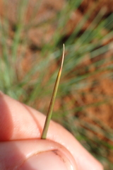 Trichanthecium natalense