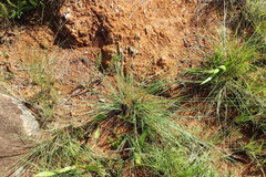 Trichanthecium natalense