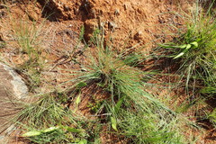 Trichanthecium natalense