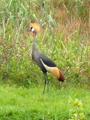 Balearica regulorum regulorum