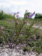 Polygala sibirica
