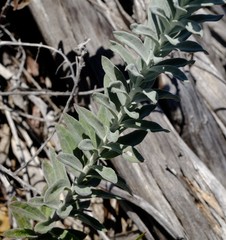 Senecio lineatus