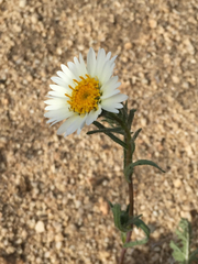 Layia glandulosa