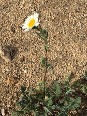 Layia glandulosa