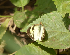 Belenois aurota