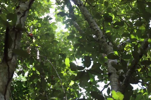 Ficus aurea image