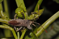 Elasmopoda