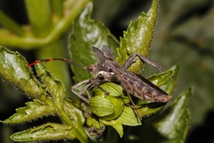 Elasmopoda