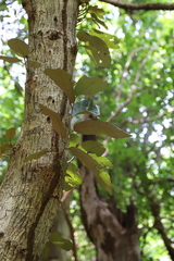 Ficus aurea image