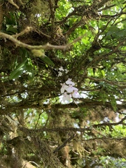 Ionopsis utricularioides