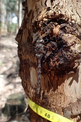 Pinheyschna subpupillata