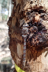 Pinheyschna subpupillata