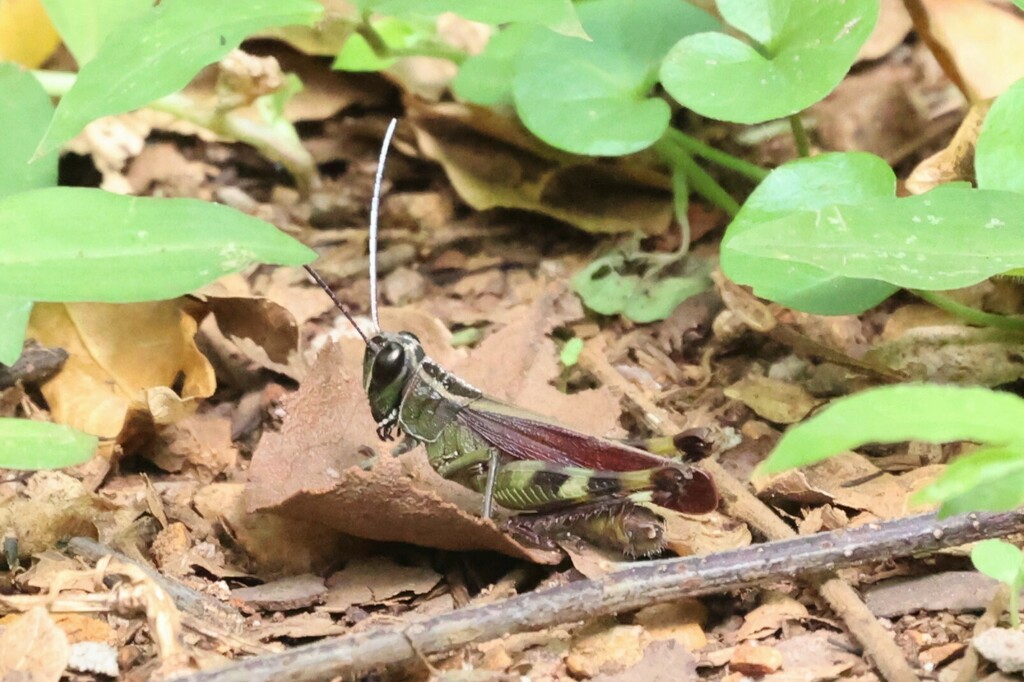 Heteracris vinacea