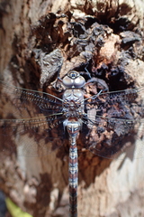 Pinheyschna subpupillata