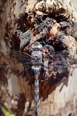 Pinheyschna subpupillata