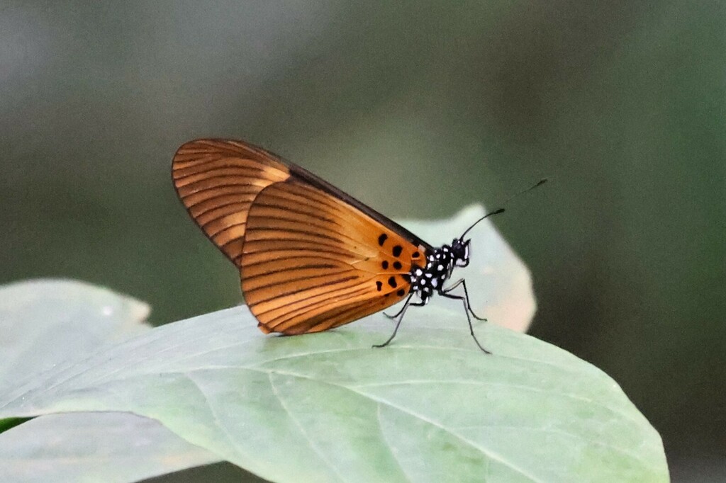 Acraea paragea