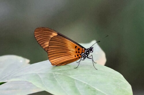 Acraea paragea
