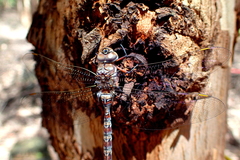 Pinheyschna subpupillata