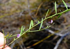 Psoralea laxa