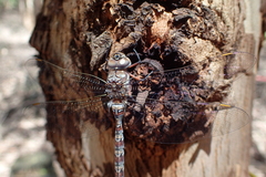 Pinheyschna subpupillata