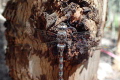 Pinheyschna subpupillata