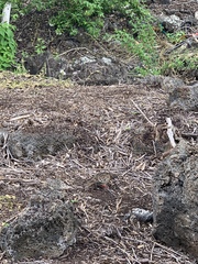 Zenaida galapagoensis galapagoensis