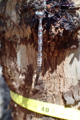 Pinheyschna subpupillata