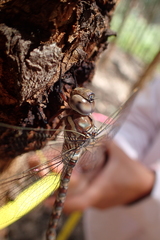 Pinheyschna subpupillata