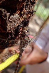 Pinheyschna subpupillata