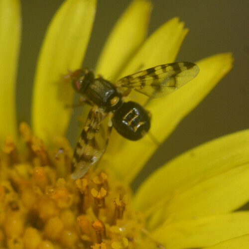 Golden Samphire Gall-fly