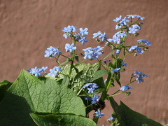 Brunnera sibirica