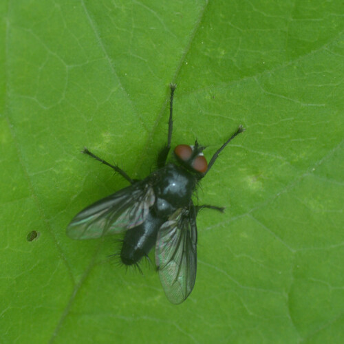 Nyctia halterata