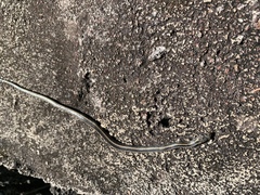 Pseudalsophis steindachneri