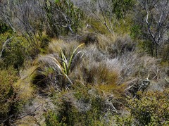 Anthochortus capensis