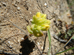 Crassula sebaeoides