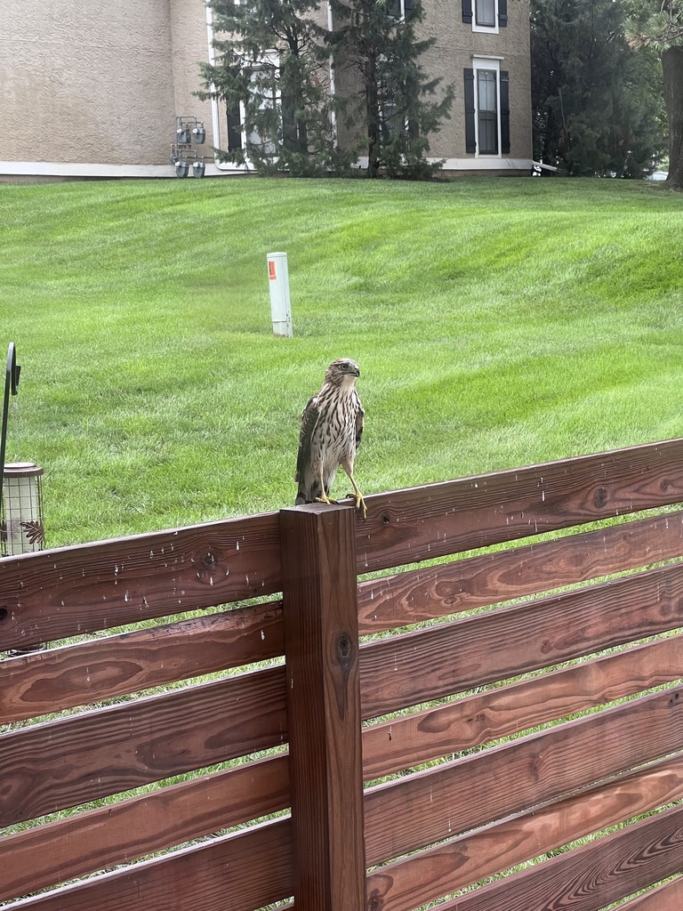 Cooper's Hawk from W 117th St, Overland Park, KS, US on August 13, 2023