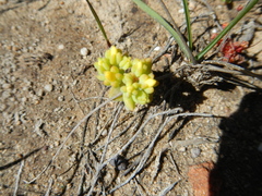 Crassula sebaeoides