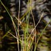 Striped Orgyreed - Photo (c) Nick Helme, some rights reserved (CC BY-SA), uploaded by Nick Helme