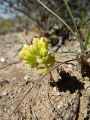 Crassula sebaeoides