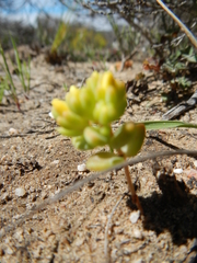 Crassula sebaeoides