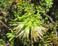 Campylostachys cernua