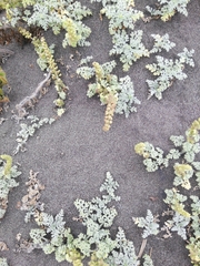 Ambrosia chamissonis